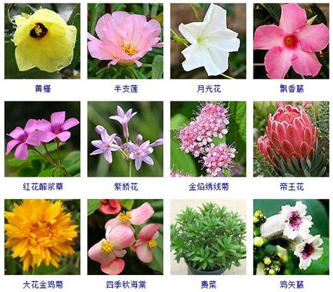 认识各种花卉名称,常见花卉图片及名称_大山谷图库