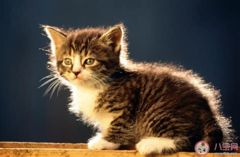 猫能听懂自己的名字吗 怎么训练猫咪 _八宝网