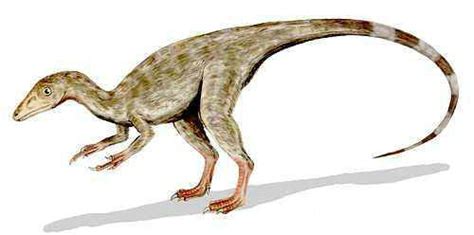 最小的恐龙是什么品种的恐龙 最小的恐龙有多大_法库传媒网