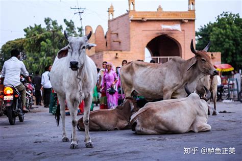 印度有三亿牛，印度的神圣动物牛，这么多的牛如何处理|牛|印度|国宝_新浪新闻