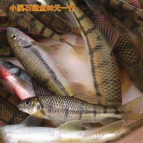 在农村河里，曾经抓过的7种野生小鱼，你印象最深刻的是哪几种？|农村|小鱼|深刻的_新浪新闻