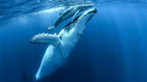 与30吨巨兽鲸鱼共舞，场面绝美让人感受自然之壮阔