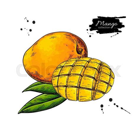 Mango vector drawing. Hand drawn tropical fruit illustration. | Stock ...