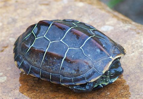 造成冬眠期乌龟死亡的原因有哪些？冬季乌龟冬眠和死亡的辨别方法 - 知乎