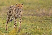 猎豹图片-非洲野生猎豹素材-高清图片-摄影照片-寻图免费打包下载