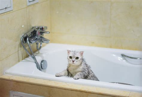 在浴室里给一只灰猫洗澡照片摄影图片_ID:313035343-Veer图库