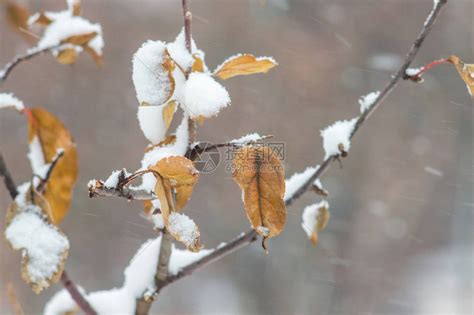 冬天的雪覆盖下树枝干枯的树枝高清图片下载-正版图片505673021-摄图网