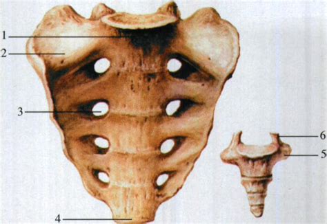 一、骶骨解剖与生物力学特点-外科学-医学