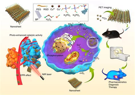 《Nat.Commun.》： 铜(II)离子负载的黑磷纳米片，一种高效的光热剂用于PET指导的联合癌症治疗_中国聚合物网科教新闻