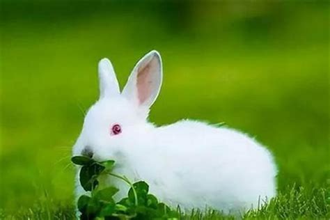 养兔子要喂水吗,家里养兔子给它吃什么 - 达达搜