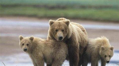 世界上最大的熊，科迪亚克棕熊高达3米(重达2400斤)_小狼观天下