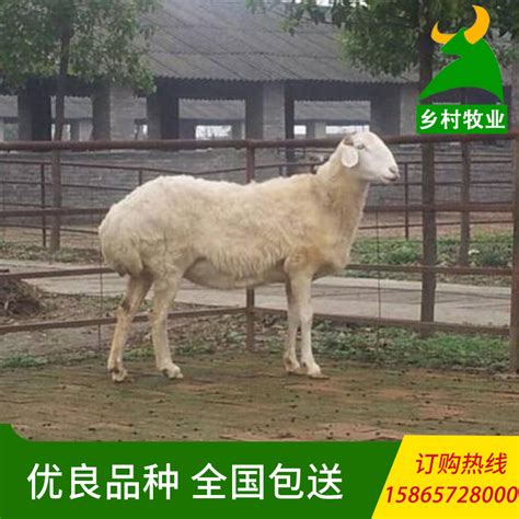 [绵羊批发]黑头杜波绵羊40斤以上，体型大，腰身宽，四季发情价格720元/只 - 惠农网