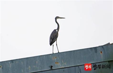 南京滨江出现数只“怪鸟”，原来是保护动物苍鹭|南京市|专家_新浪新闻
