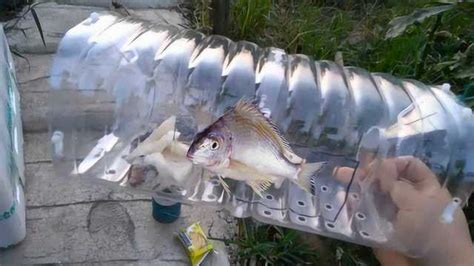 塑料瓶做捕鱼神器，简单易学上手快，抓鱼效果好的不要不要的