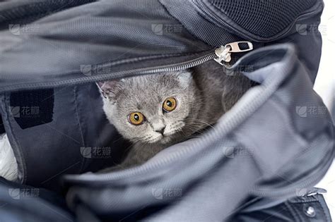 灰猫在袋子里，小猫躲在背包里
