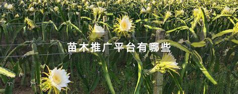 绿化苗木公司推广平台介绍-致富经-中国花木网