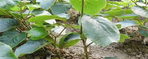 水果之王猕猴桃在家也能种，盆栽猕猴桃种植技术分享给你，请收藏