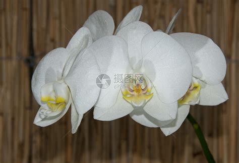 象征浪漫的蝴蝶兰竹背景白色花高清图片下载-正版图片307874241-摄图网