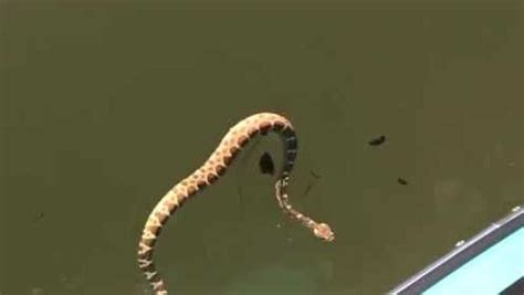 碧水里行船遭遇一条水蛇，漂浮在水上游动，看起来是条假蛇