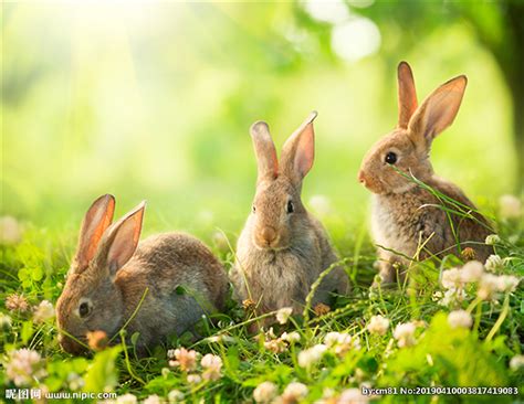 在农场的笼子里有很多兔子高清图片下载-正版图片506177019-摄图网