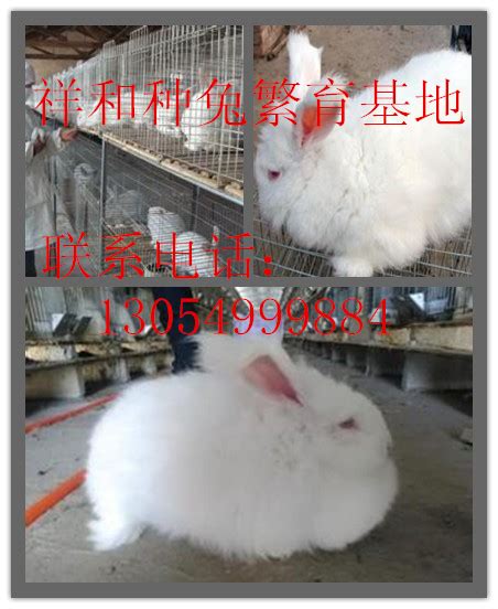 自从家里养了两只兔子，吃饭时的反差萌太可爱了_凤凰网视频_凤凰网