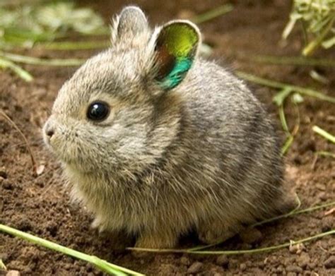 兔年聊兔:如何拯救濒危物种侏儒兔？学界正开展“基因拯救”行动__财经头条
