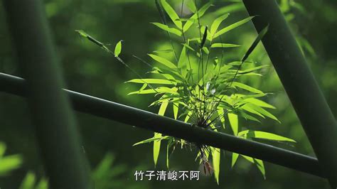竹子的寓意，竹子为什么是风水寓意最好的植物 - 养花经验