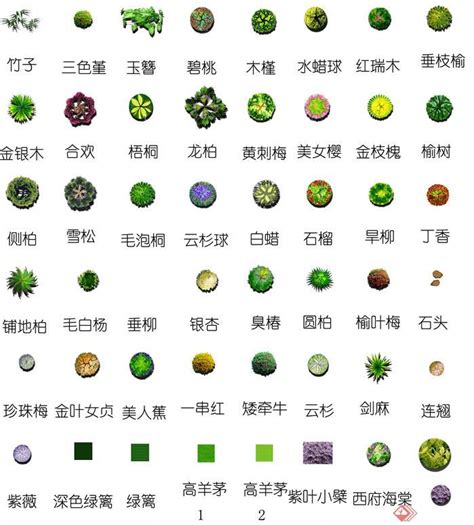 园林植物平面图例图片,植物图例手绘100种,植物平面图例及名称(第5页)_大山谷图库