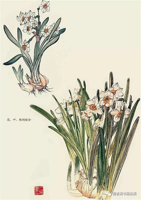 国画教程：各种水仙花的画法_步骤