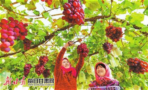 临泽县新华镇银先葡萄专业合作社种植园内 农户正在采摘葡萄 - 产业发展 - 甘肃经济信息网欢迎您！