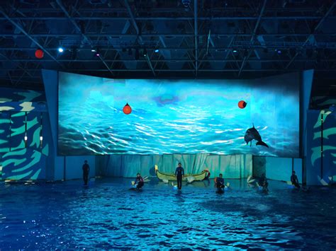 青岛极地海洋世界海豚表演