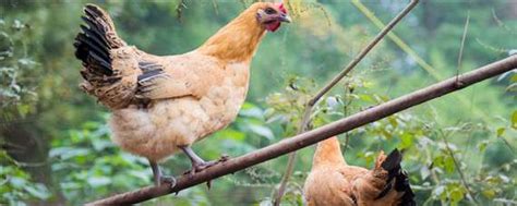 鸡为什么吃小石头-农百科
