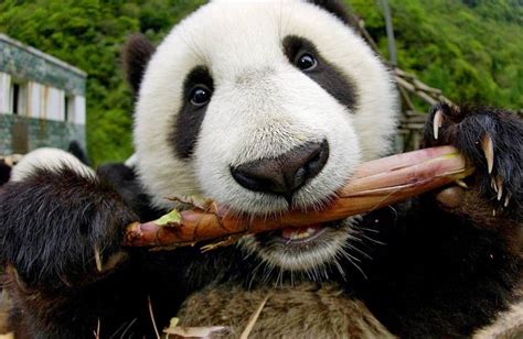 大熊猫出生时，为何比小老鼠还小|大熊猫|熊猫|出生_新浪新闻