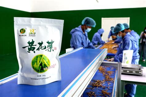 吴忠市已成为全国黄花菜“五大产地”之一-宁夏新闻网