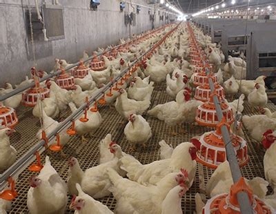 种鸡养殖-开原胜利牧业有限公司