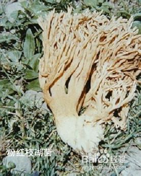 鸡爪菌图片