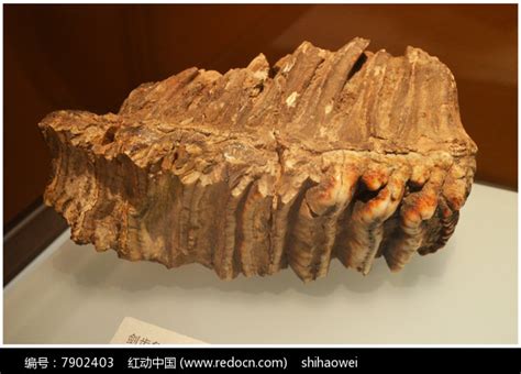 旧石器时代早期剑齿象牙齿化石高清图片下载_红动中国