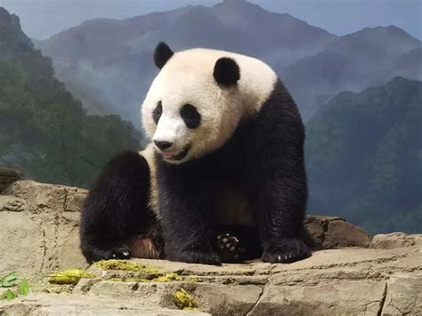 欢迎回家！ 2分钟了解旅美20年的大熊猫“丫丫”回国时间线_腾讯视频