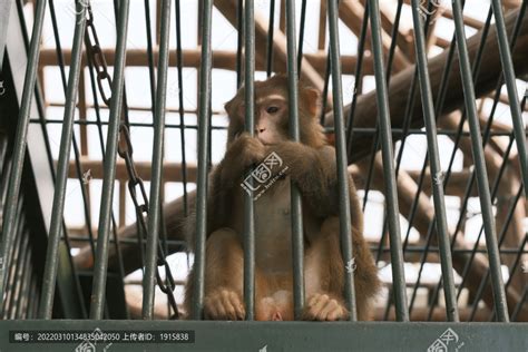 关在笼子里的猴子,其它,动物摄影,摄影素材,汇图网www.huitu.com