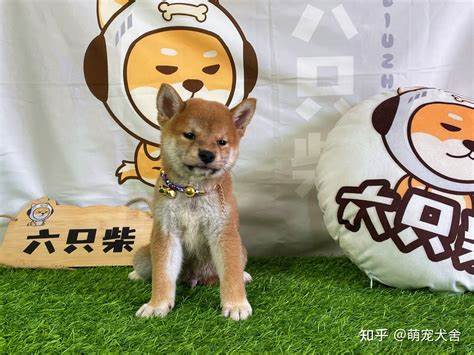 鹦鹉价格揭秘：不同品种及市场行情一览
