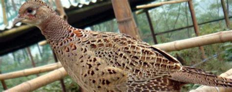 新疆最常见的野鸡-石鸡，也叫呱呱鸡哦？_红色