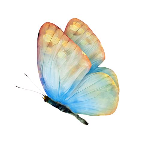 蝴蝶发现花蜜靠 蝴蝶是如何吸食花蜜的_华夏智能网