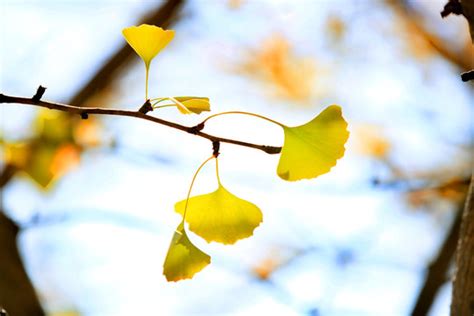 南京，秋天的银杏叶~|摄影|风光|诶呀 - 原创作品 - 站酷 (ZCOOL)