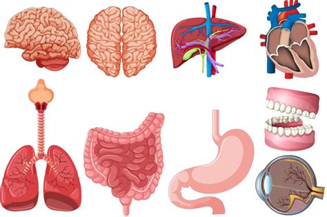 人体内部器官-胃和肺-肾脏和心脏-大脑和肝脏-身体部位向量解剖集-系统健康器官采集示意图素材-高清图片-摄影照片-寻图免费打包下载
