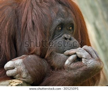 Orangutan At Zoo Biting Her Own Nails. Stock Photo 30525091 : Shutterstock