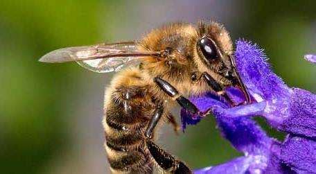 蜜蜂的生活习性和特征 - 蜜蜂知识 - 酷蜜蜂