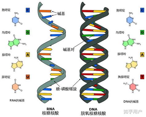 DYS389基因座的等位基因分型标准物的模板的制作方法