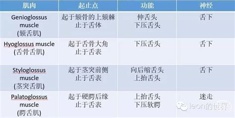 舌神经走行解剖图图片 舌神经走行解剖图图片