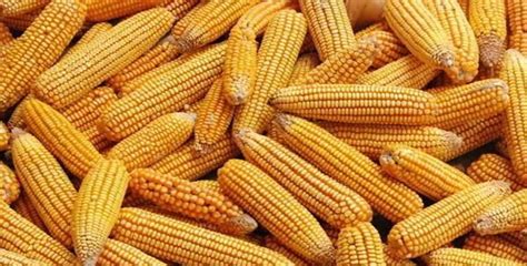 今日玉米价格多少钱一斤？2020年10月玉米价格行情预测 - 惠农网