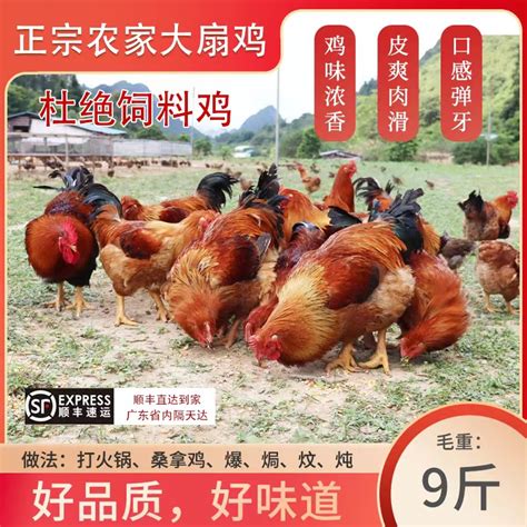 清远鸡:以特色创新发展，助力乡村振兴_产品